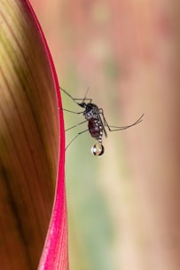 A close-up of a mosquito gripping onto the edge of a large leaf. The mosquito's body is clearly visible with fine details, and there's a small water droplet attached to it. The leaf has red edges and greenish-brown tones, creating a nice contrast with the insect.
