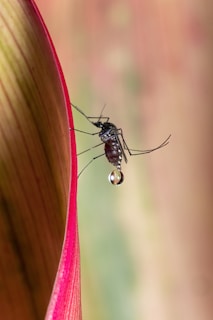 A close-up of a mosquito gripping onto the edge of a large leaf. The mosquito's body is clearly visible with fine details, and there's a small water droplet attached to it. The leaf has red edges and greenish-brown tones, creating a nice contrast with the insect.