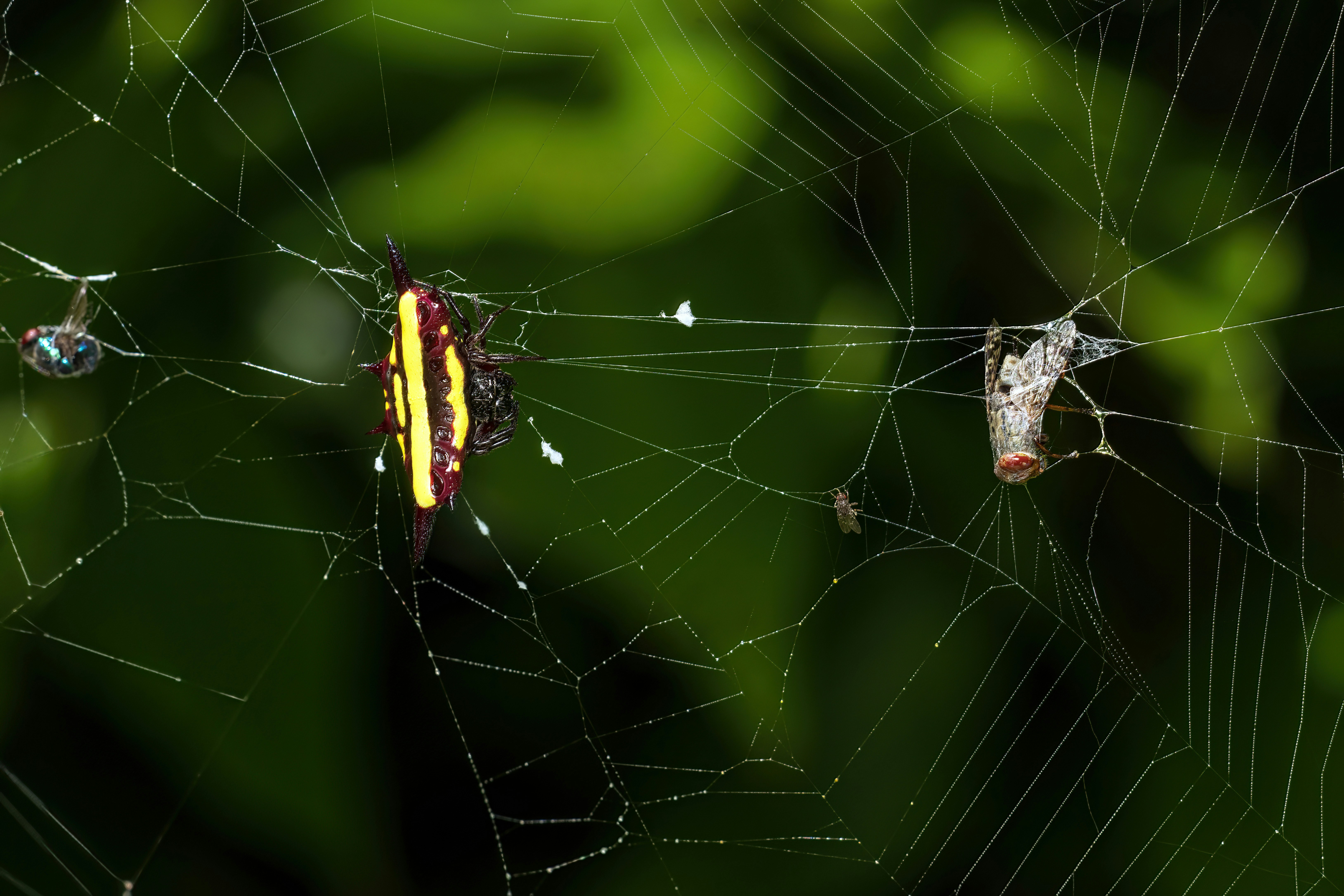 A Northern Jewelled Spider with it's prey of three flies in it's web.