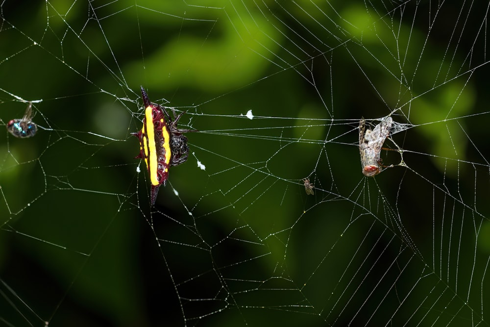 a close up of a spider's web with a yellow stripe