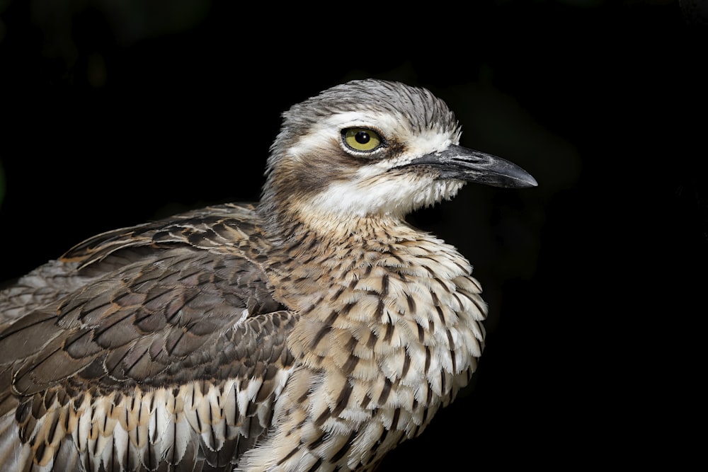 a close up of a bird with a black background