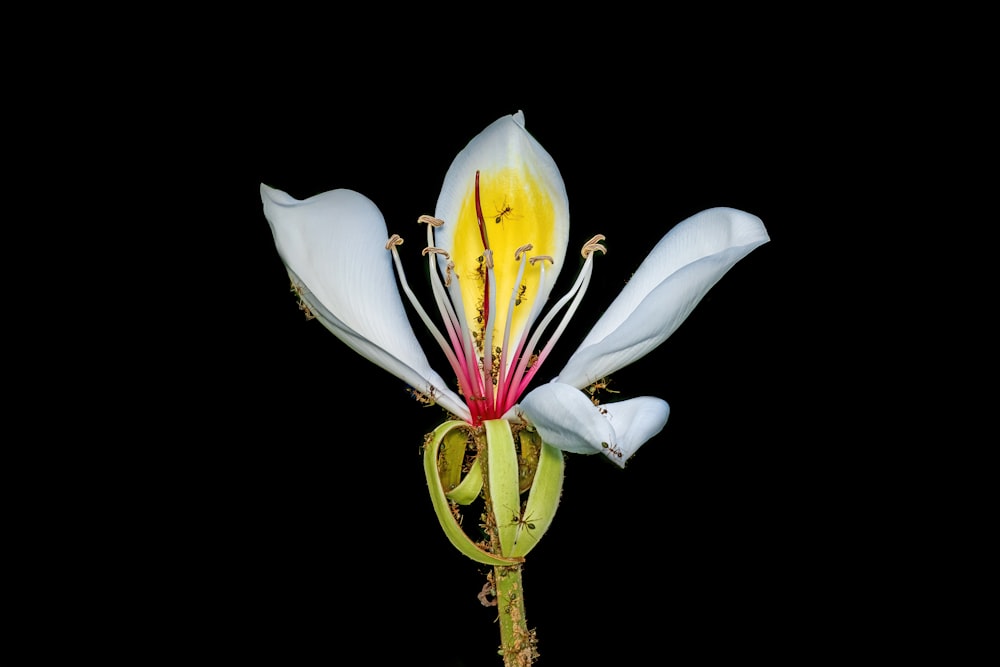 a white flower with yellow stamen on a black background