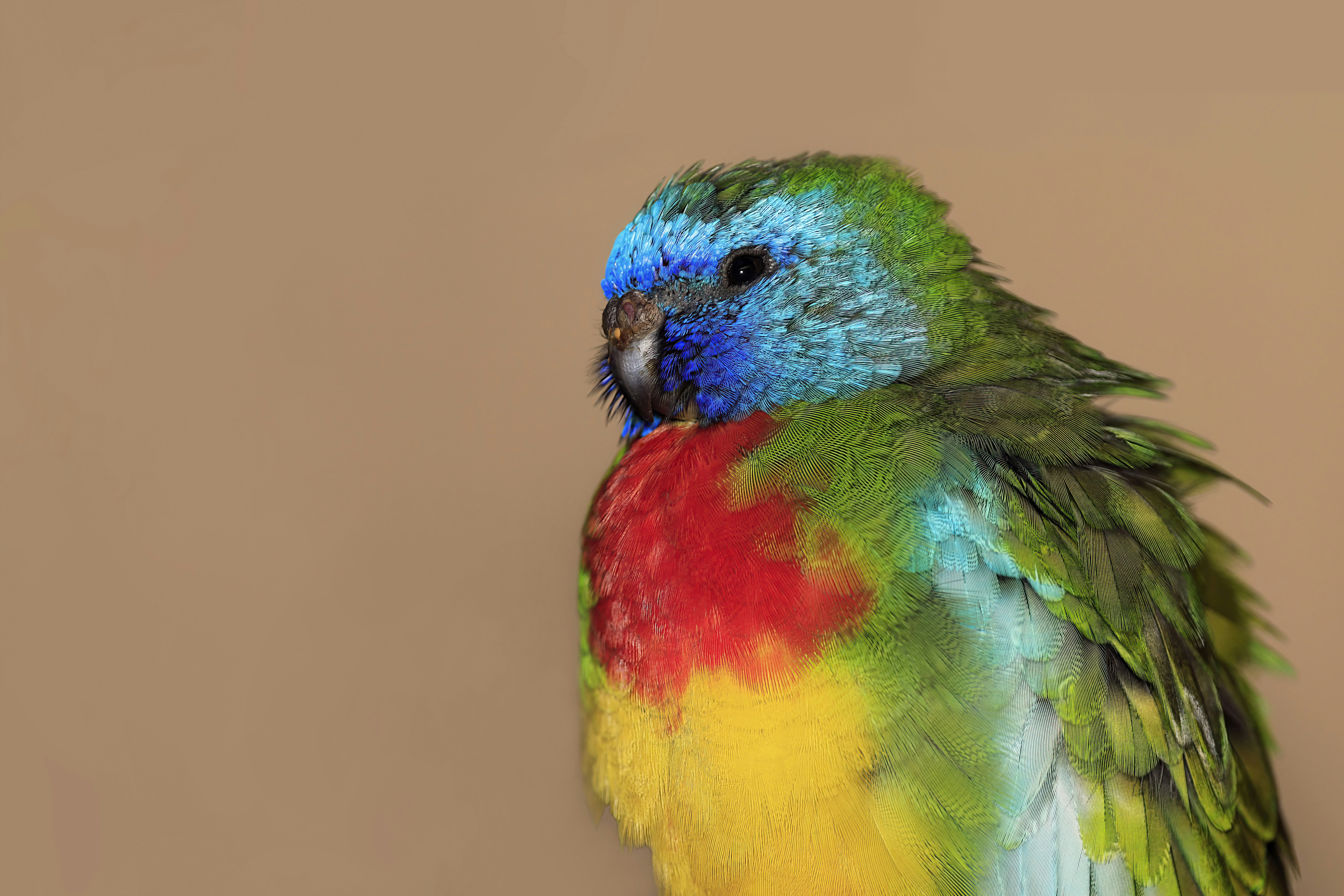 a multicolored bird sitting on top of a table