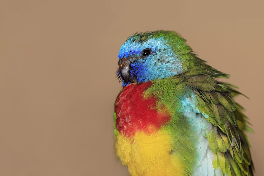 a multicolored bird sitting on top of a table