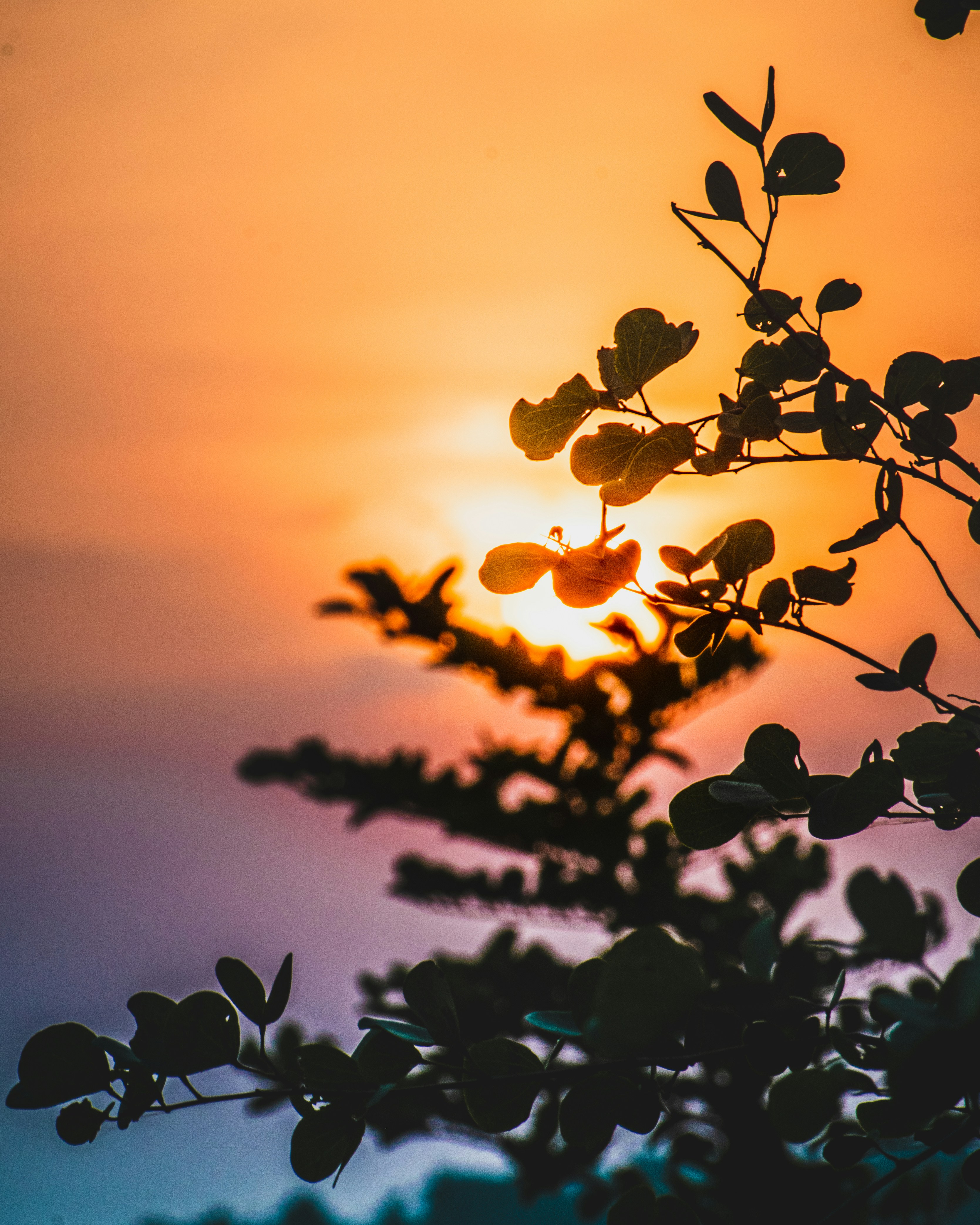 Photo by saim_al_haque