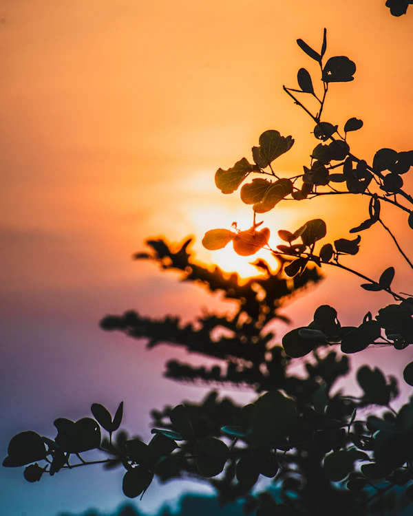 Leaves against a sunset sky