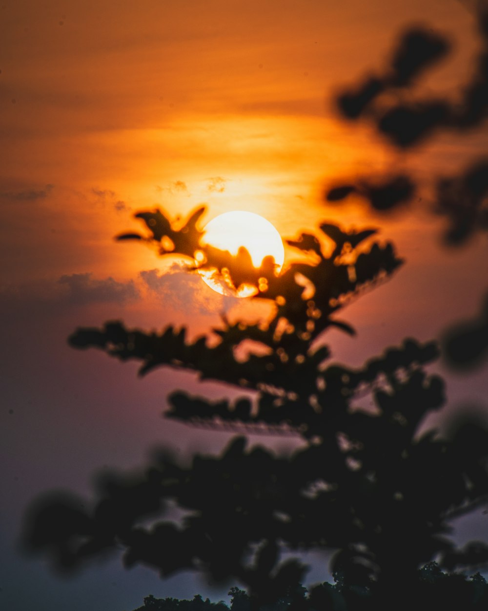 the sun is setting behind a tree branch