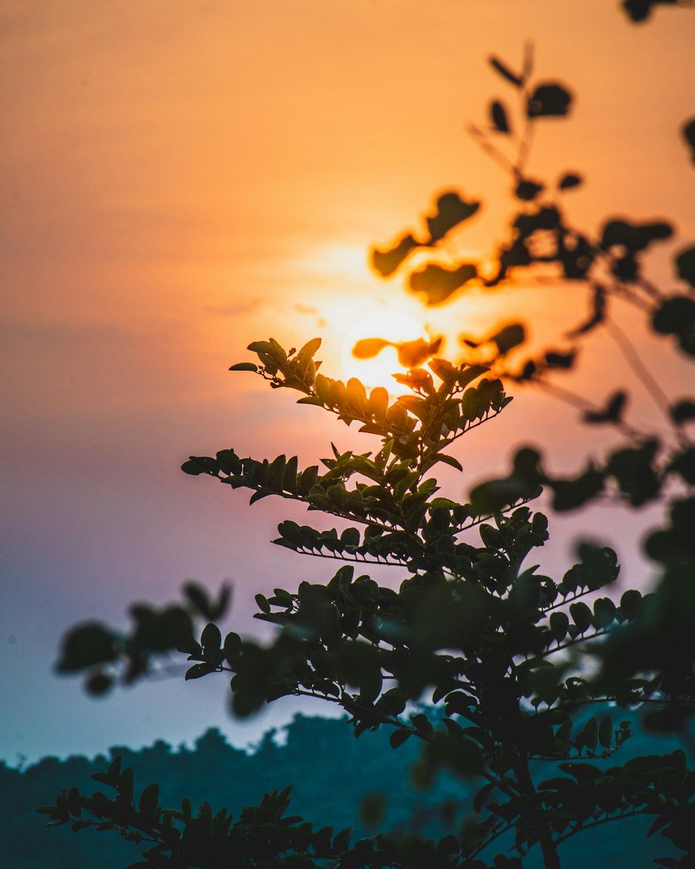 the sun is setting behind a tree branch