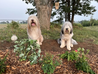 Two fluffy dogs are sitting side by side in a garden. They are surrounded by green plants and wood mulch. A large tree is behind them, with a bird feeder hanging from a branch. A decorative lantern is placed on the ground next to one of the dogs. In the background, there is a chain-link fence and open fields.
