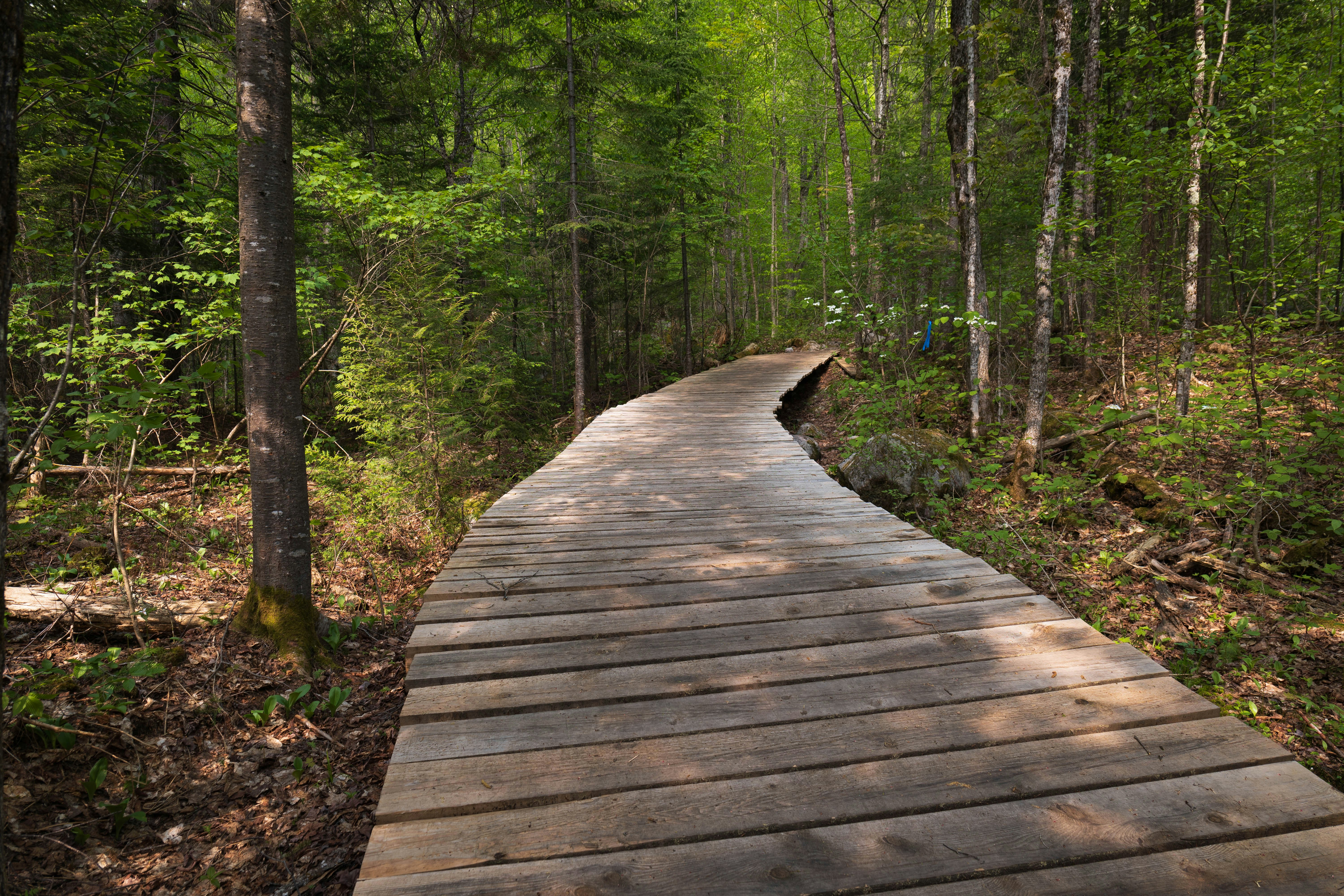 camino en una región de Quebec en Canadá.