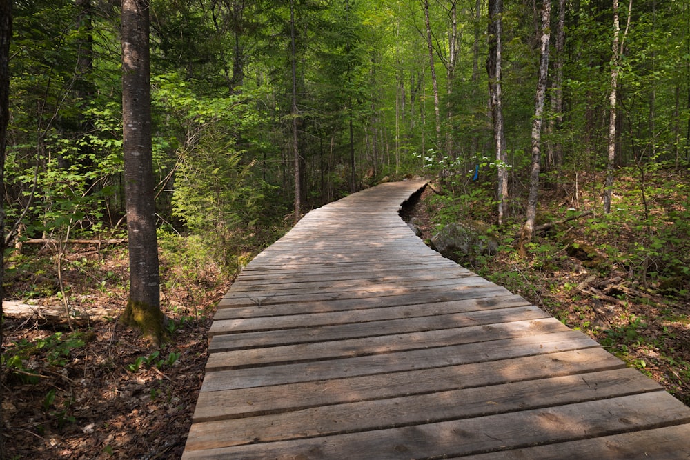 une passerelle en bois au milieu d’une forêt