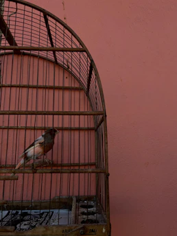 A sturdy square birdcage with a modern finish, perfect for small birds.