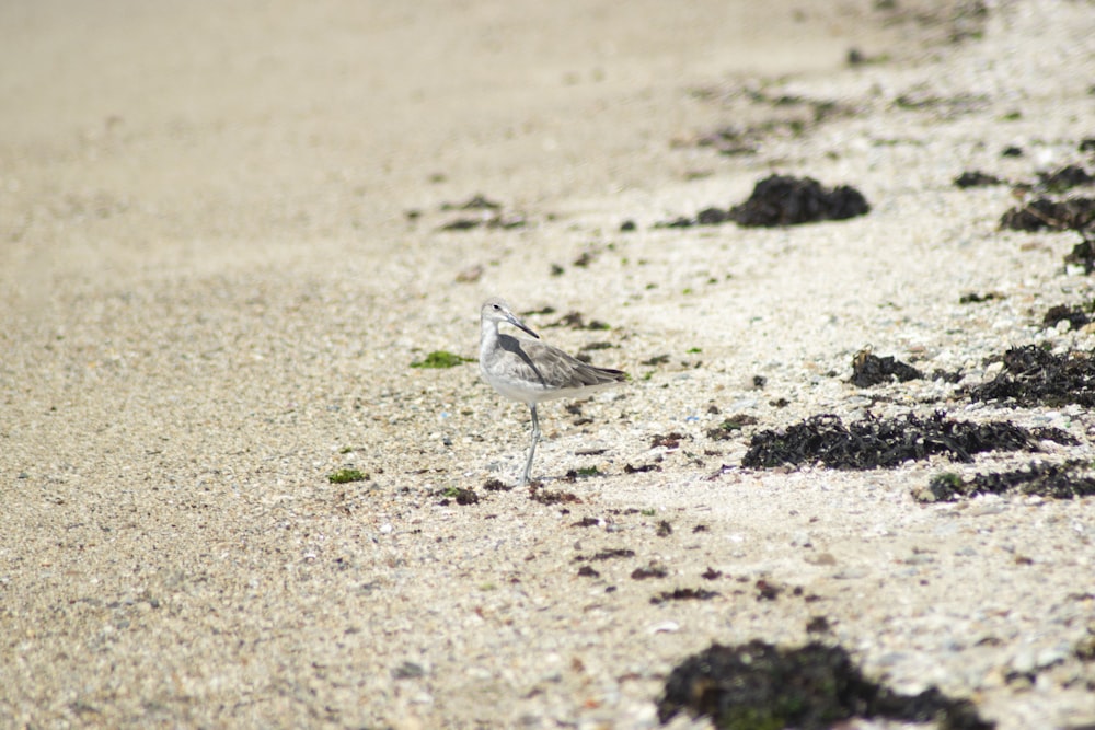 a small bird standing on top of a sandy beach