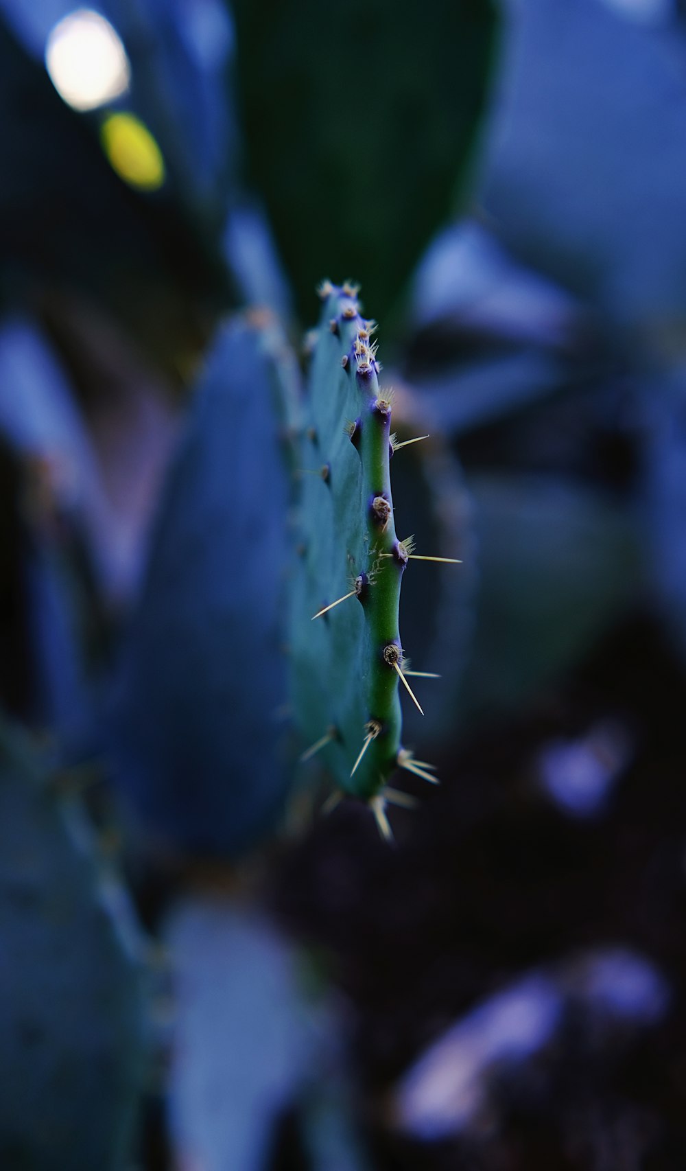 a close up of a cactus plant with a blurry background