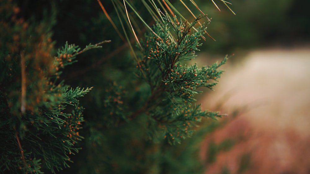 a close up of a pine tree with a blurry background