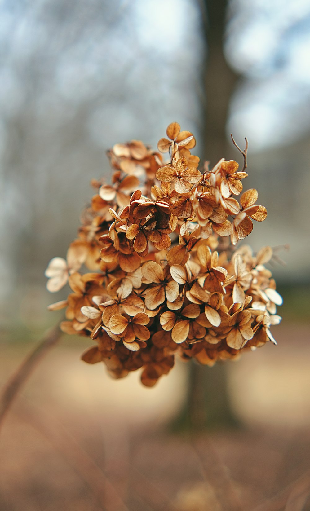 a close up of a flower on a tree