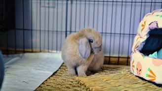 A fluffy, light brown rabbit sits on a woven mat, inside an enclosure. To its right is a colorful, patterned pet bed with illustrations of carrots and other vegetables.