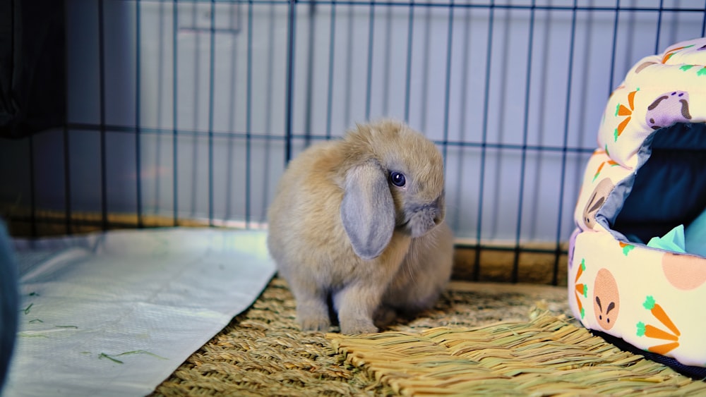 a small rabbit in a cage next to a stuffed animal