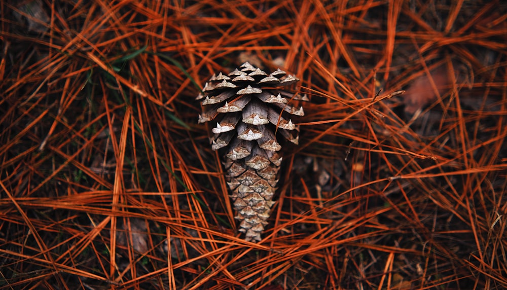 Un cono de pino sentado encima de una pila de agujas de pino