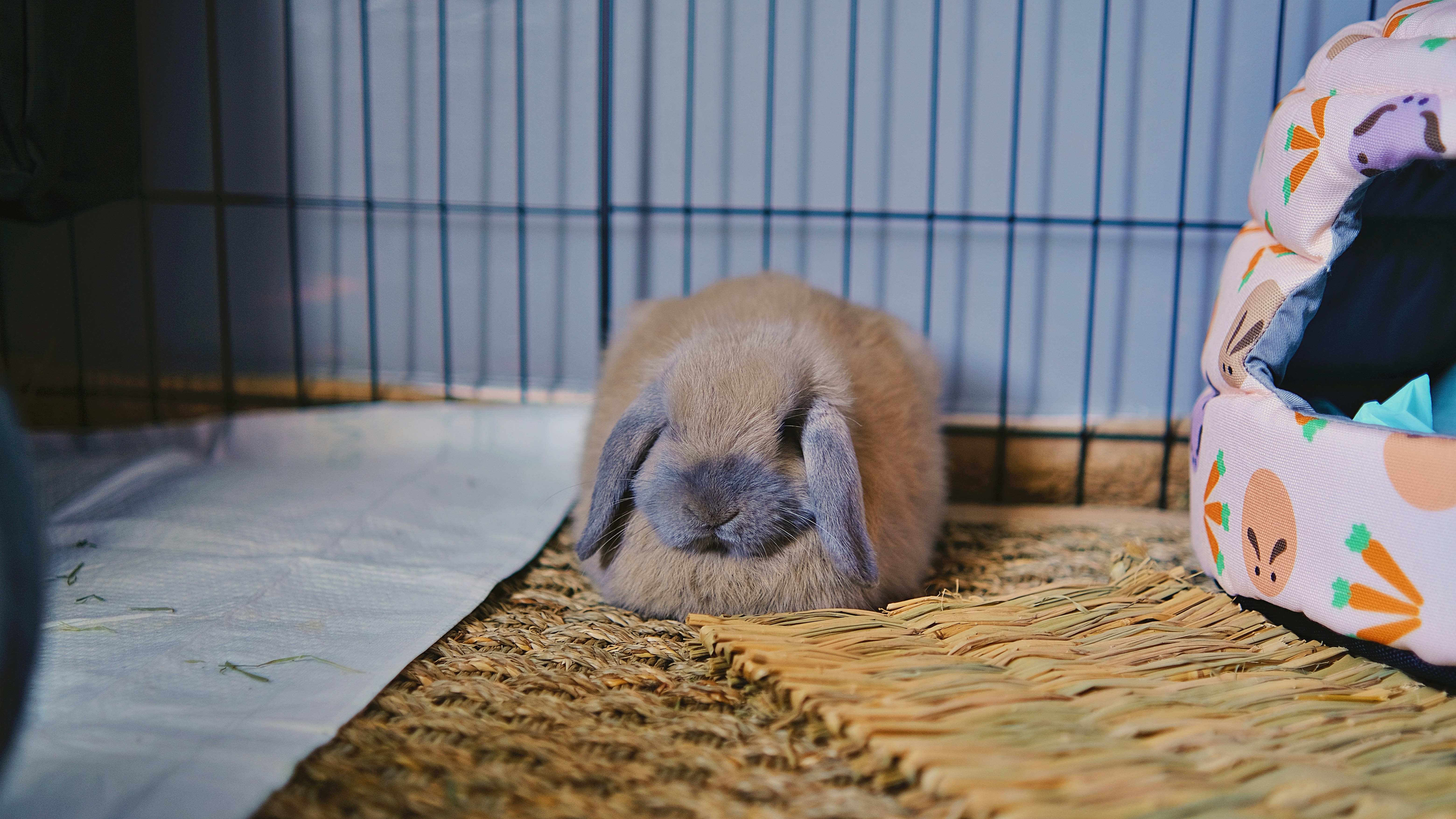 Do Squirrels Eat Herbs UpGardening