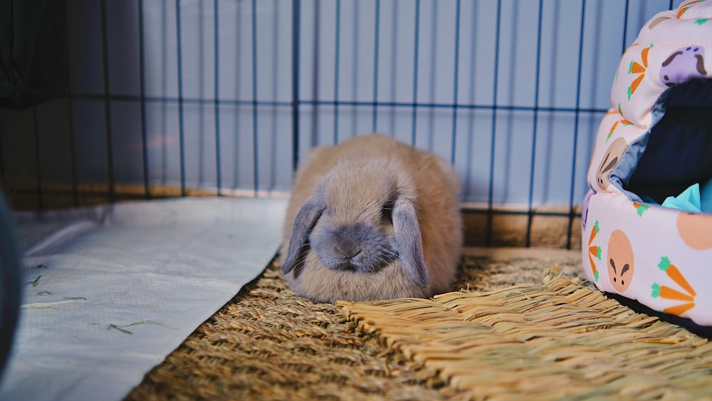 a small rabbit is sitting in a cage