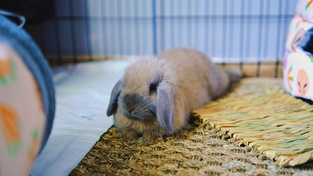 a small rabbit is sitting in a cage