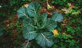 A healthy green collard plant with broad leaves displaying distinct white veins grows amidst a patch of lush ground vegetation. The soil and surrounding foliage are visible in the background, providing a natural setting.