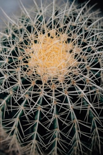a close up of a cactus with very long needles
