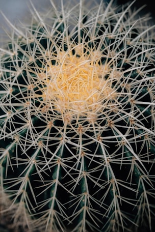a close up of a cactus with very long needles