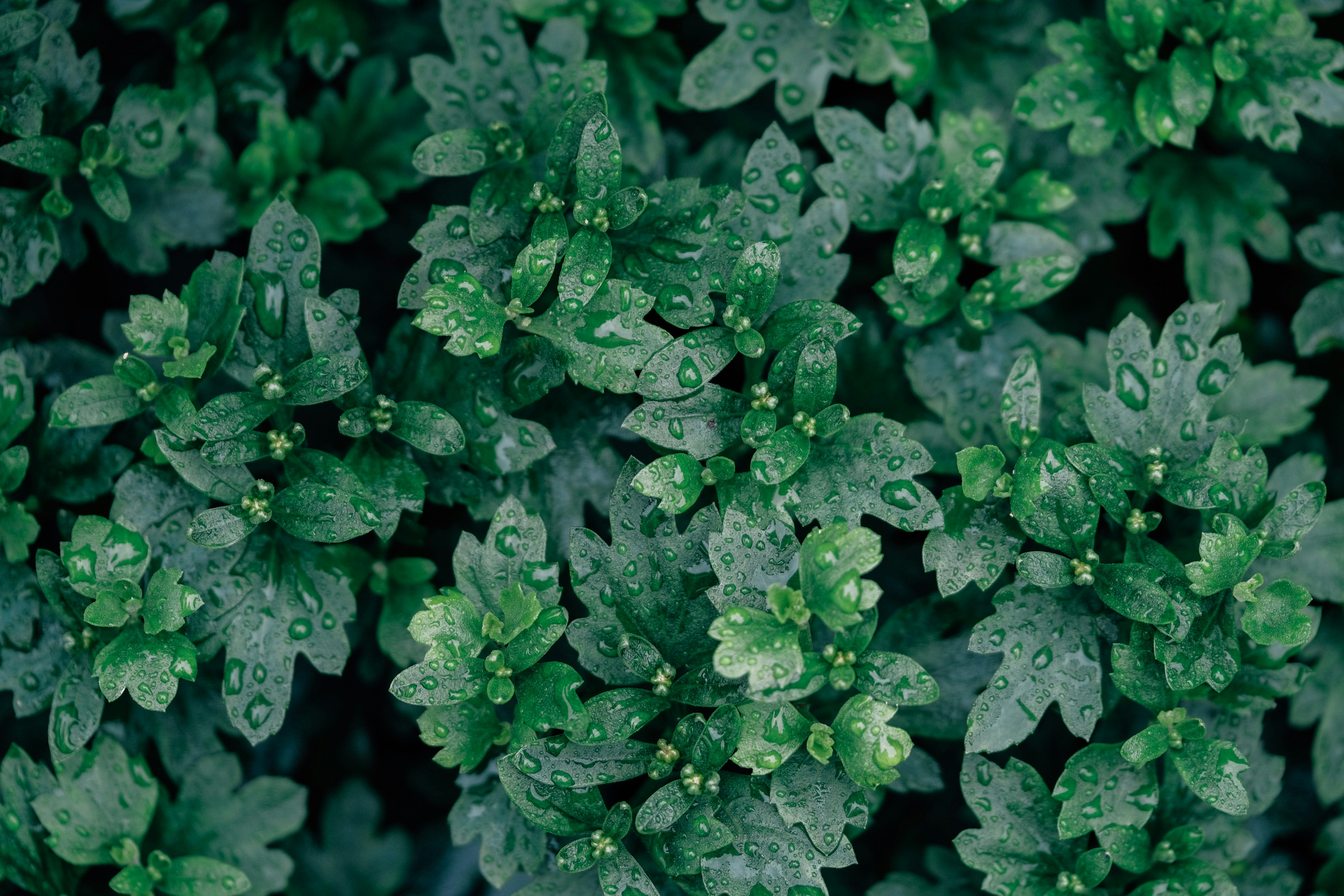 Photo by insungpandora