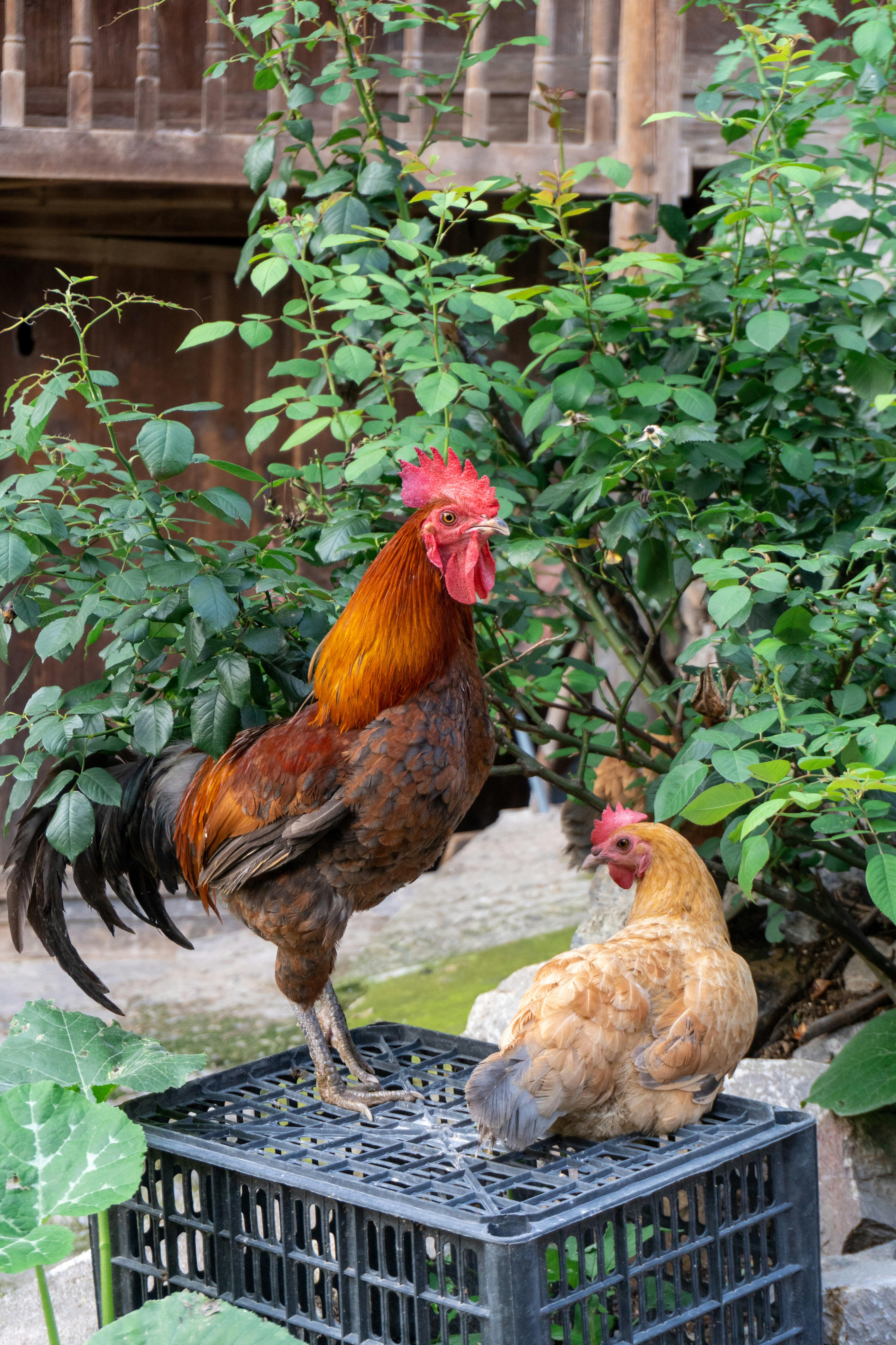 Roosters Pool Clubhonduras Pictures | Download Free Images on Unsplash