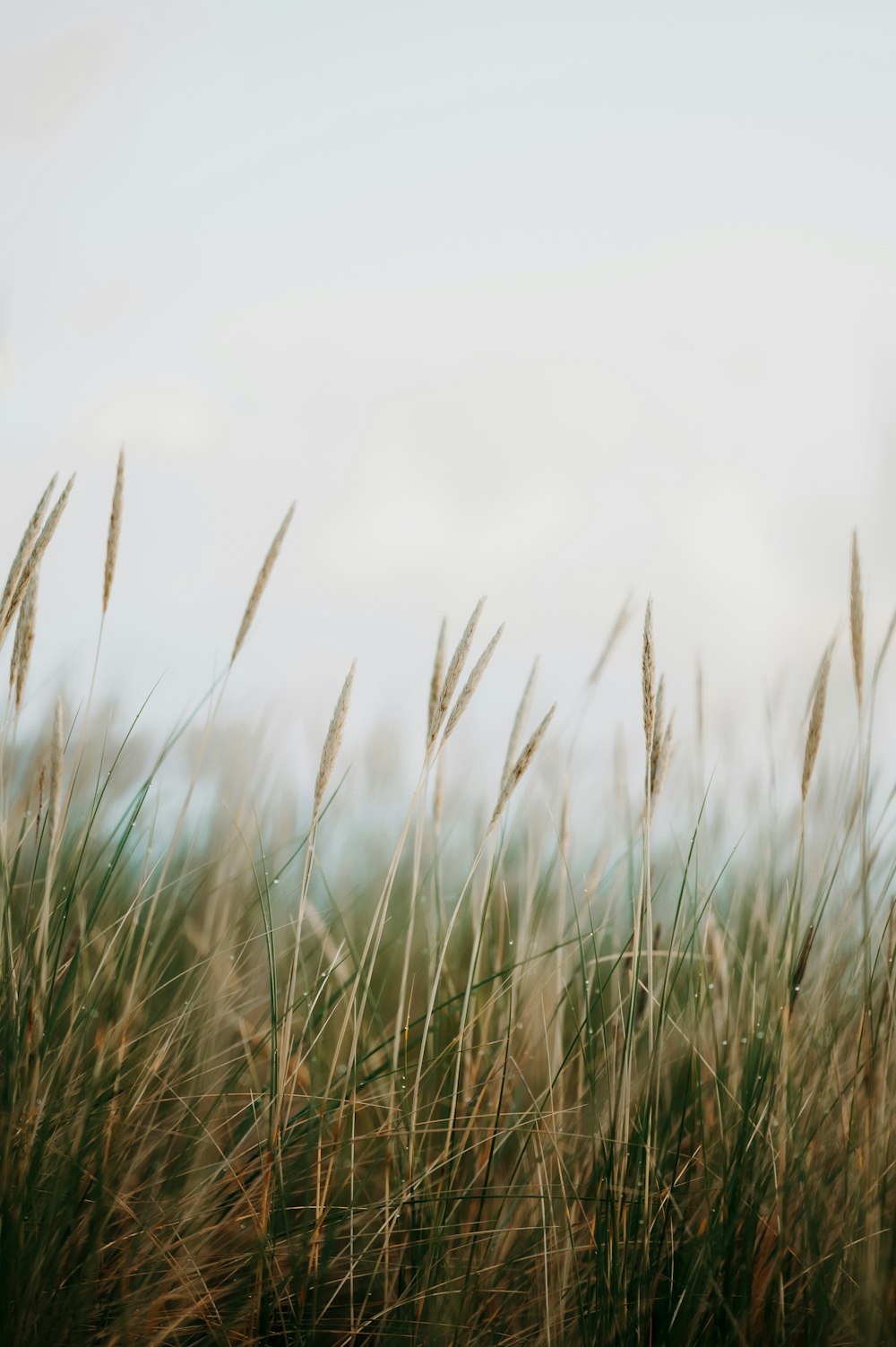 a blurry photo of grass blowing in the wind