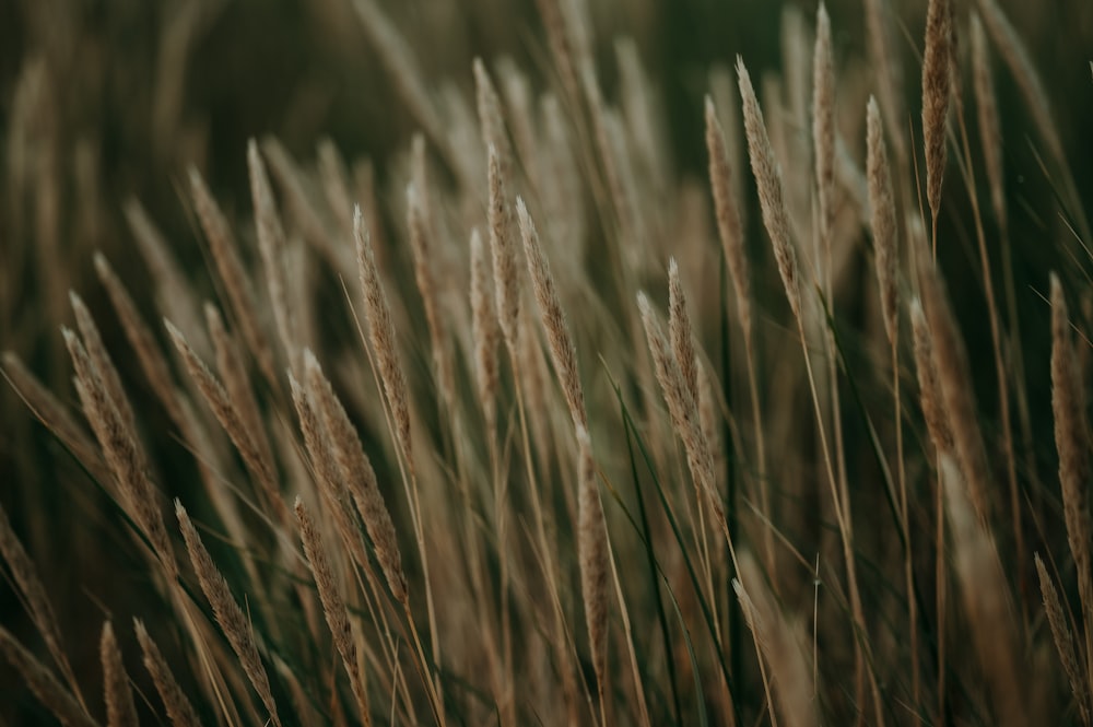 a close up of a bunch of tall grass