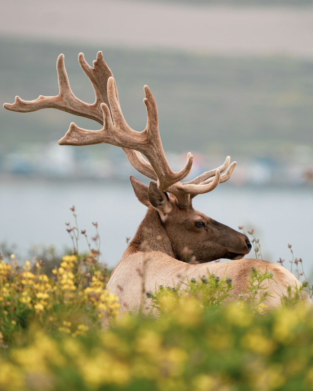 a large elk laying down in a field of flowers