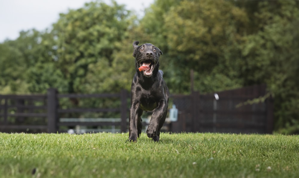 a black dog running across a lush green field