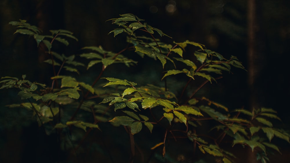 a close up of a leafy plant in the dark