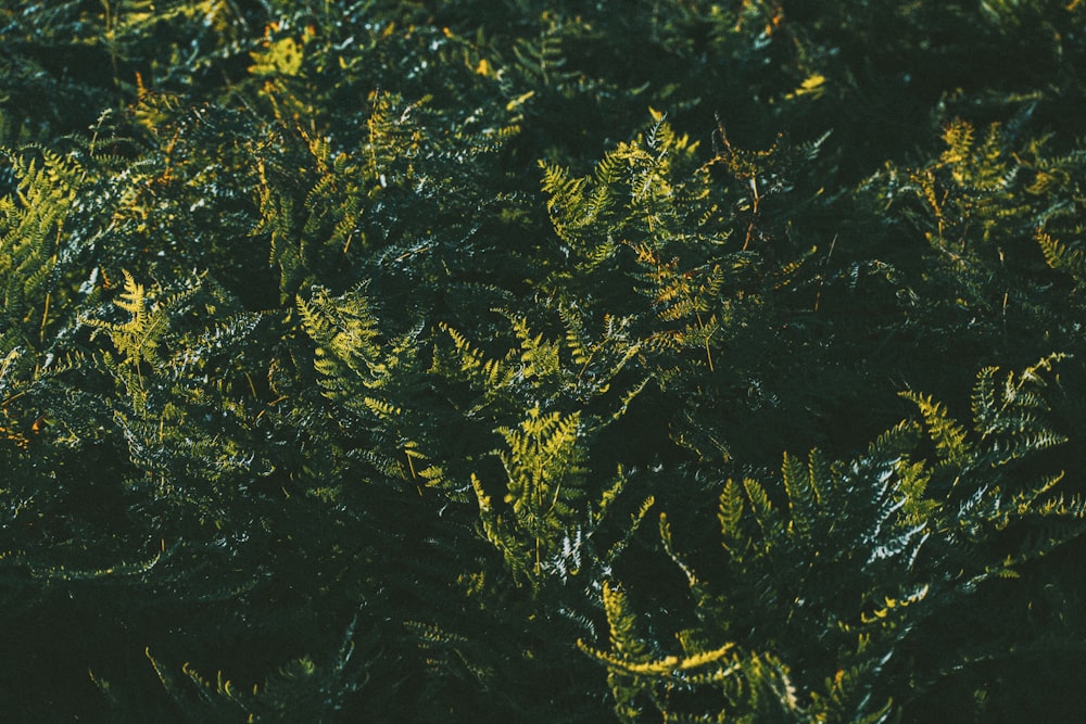 a close up of a bush with green leaves