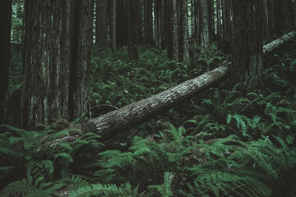 a fallen tree in the middle of a forest