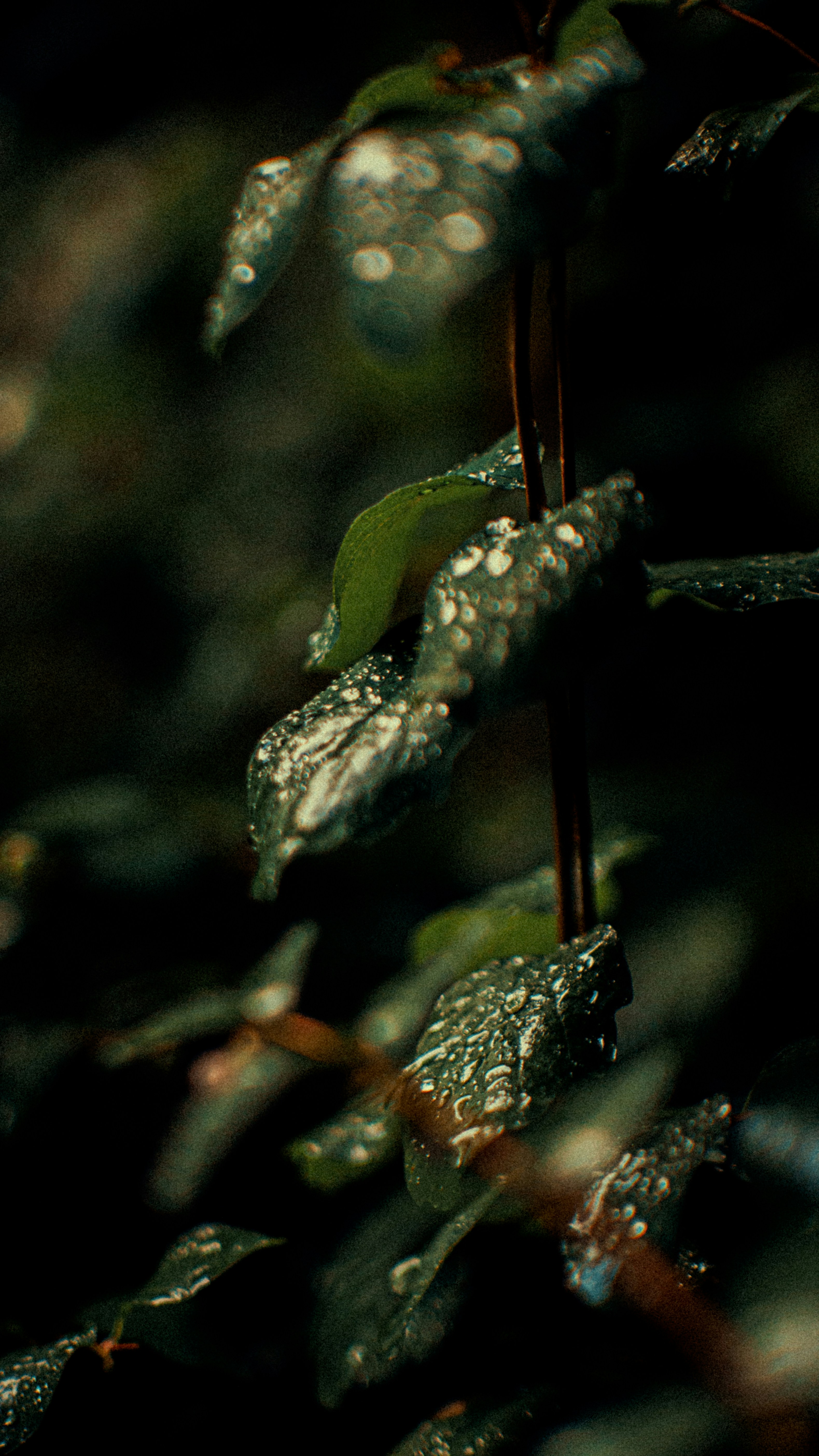 rainy park wallpaper, wallpaper, Rainy Park Strolls: Stylish & Practical Outfits 5
