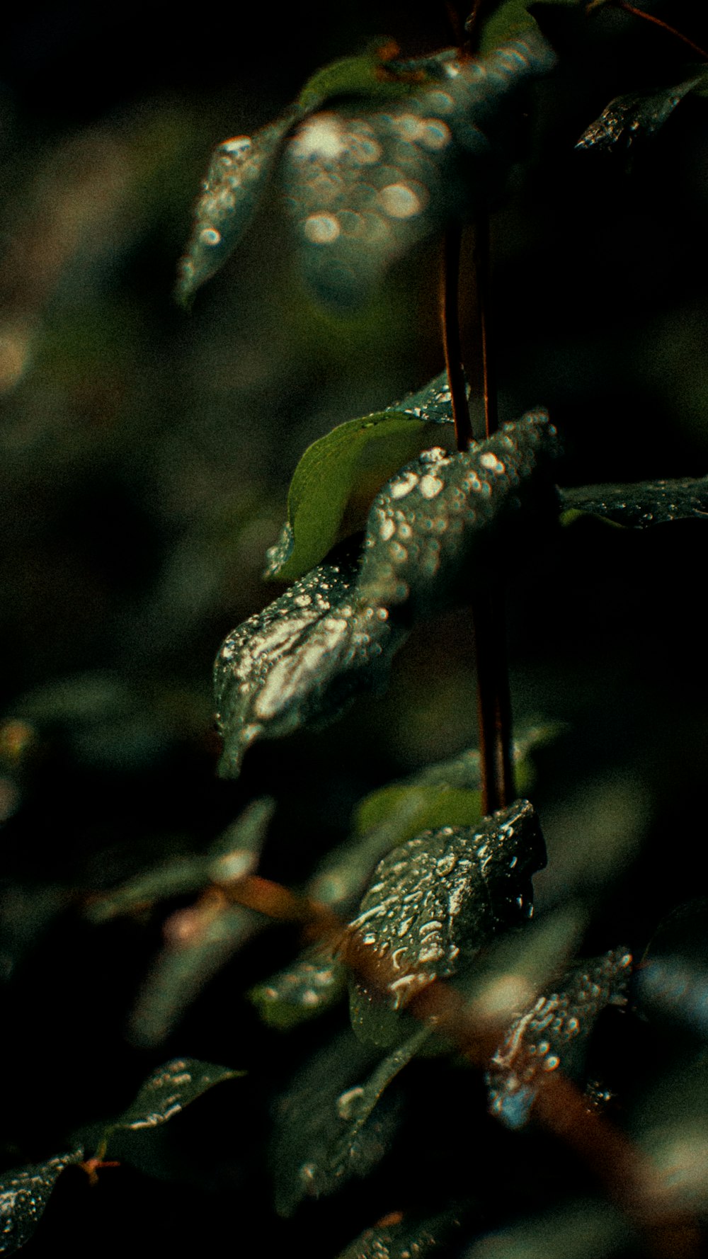 a close up of a plant with water droplets on it