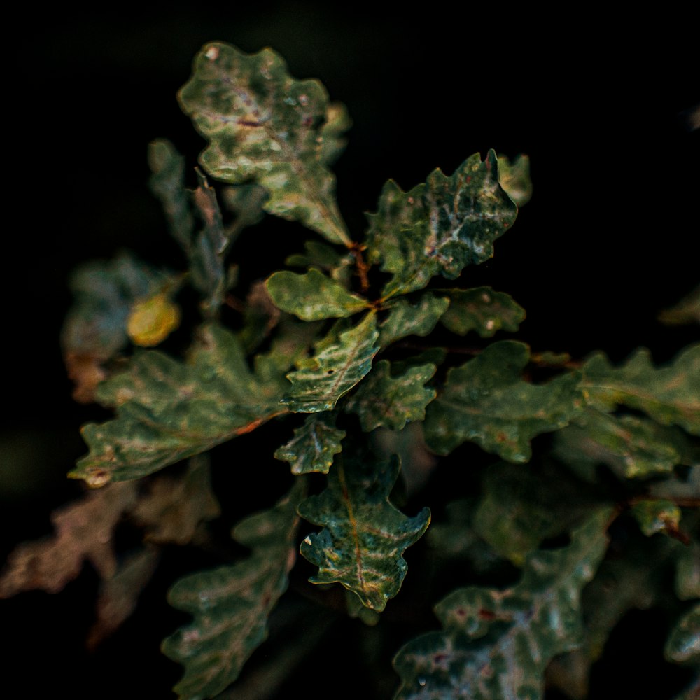 a close up of a green leafy plant