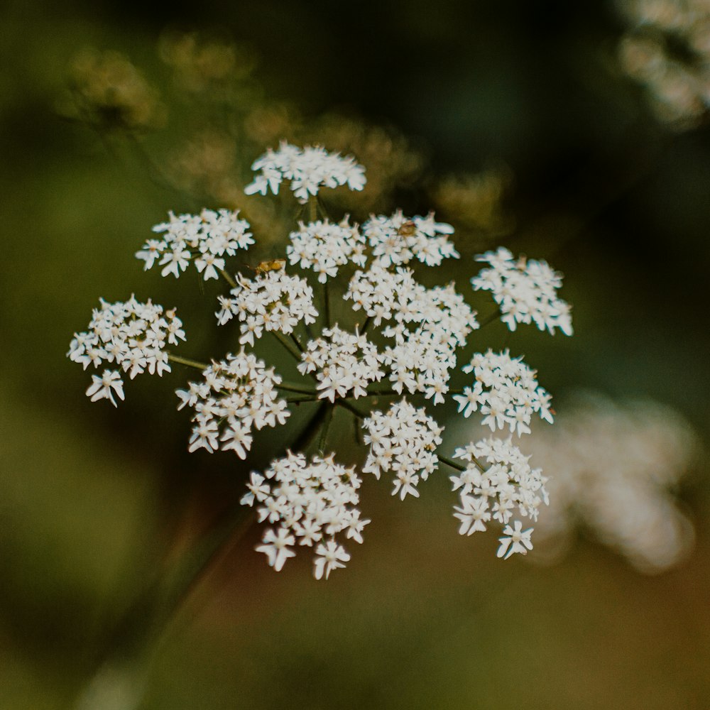 a close up of a bunch of white flowers