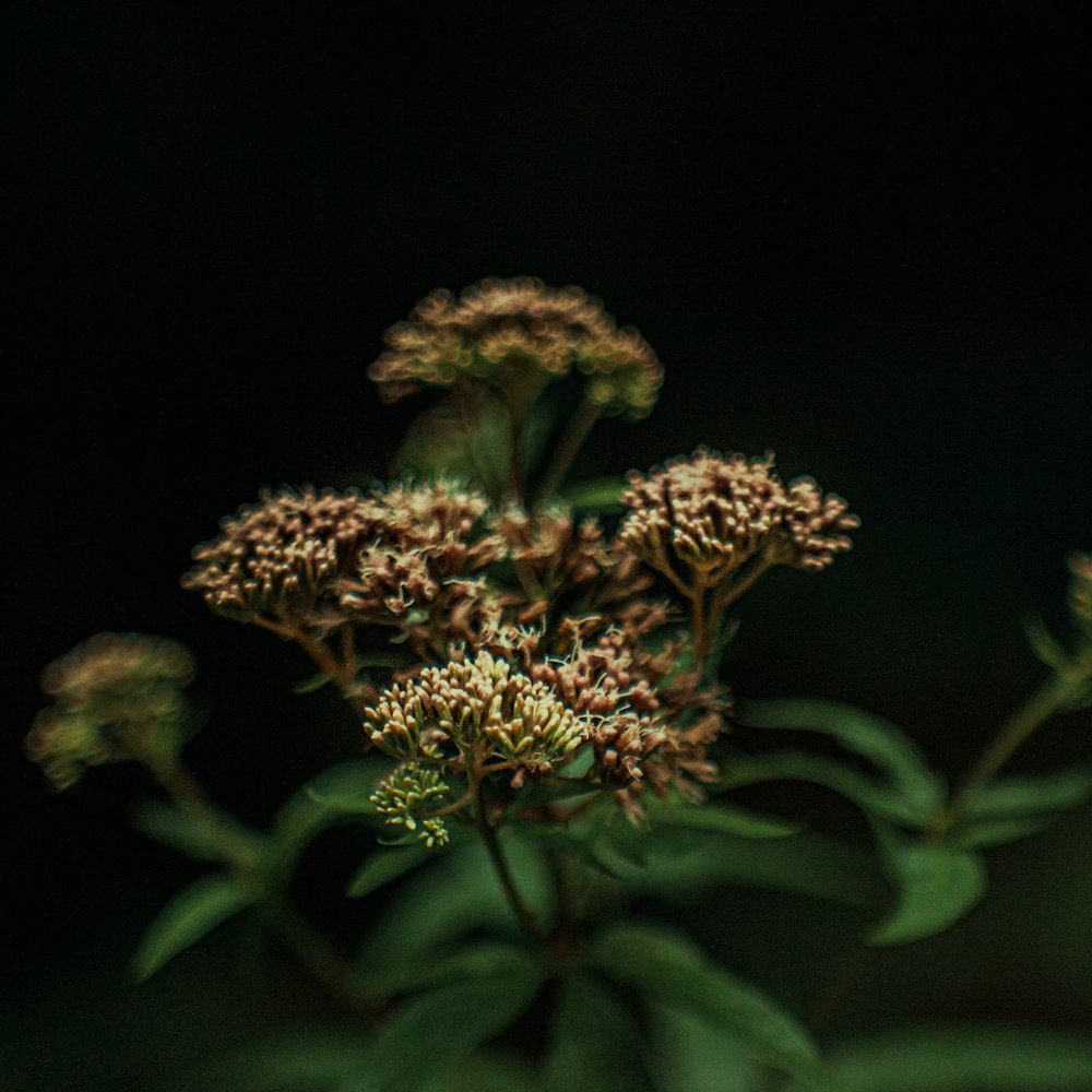 a close up of a bunch of flowers on a plant