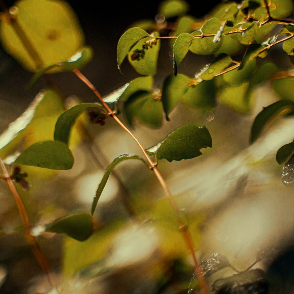 a close up of a plant with leaves