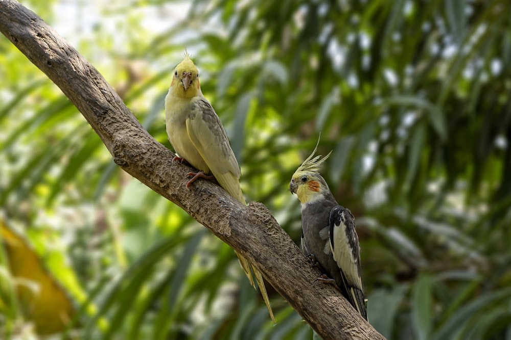 a couple of birds sitting on top of a tree branch