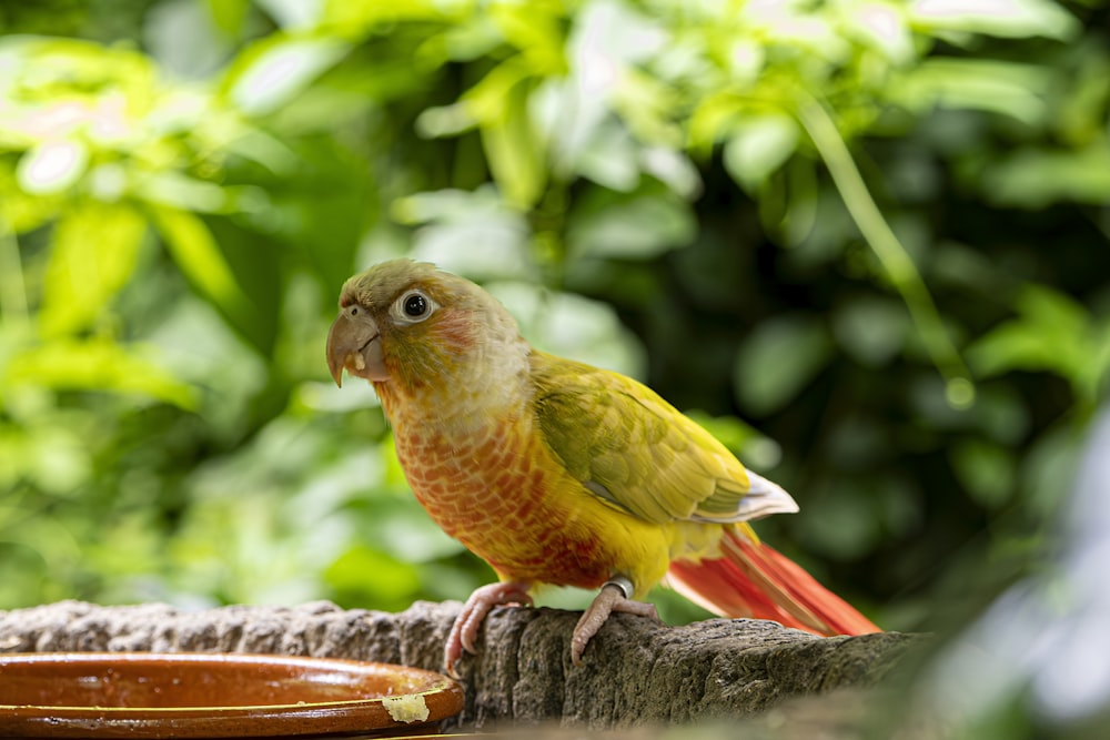 a yellow and red bird sitting on top of a tree branch