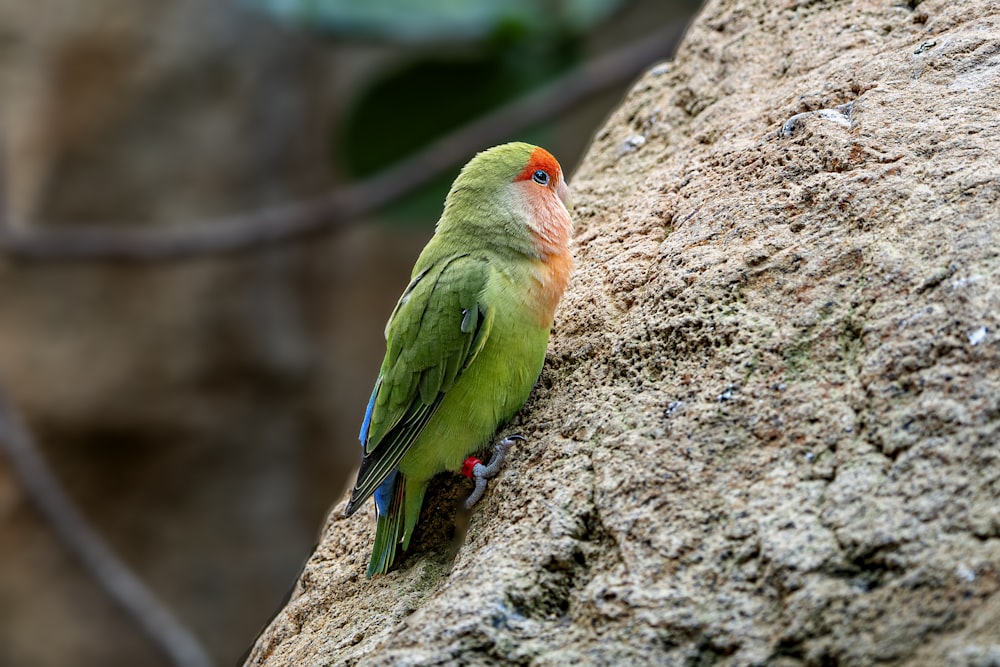 a green bird perched on a tree branch