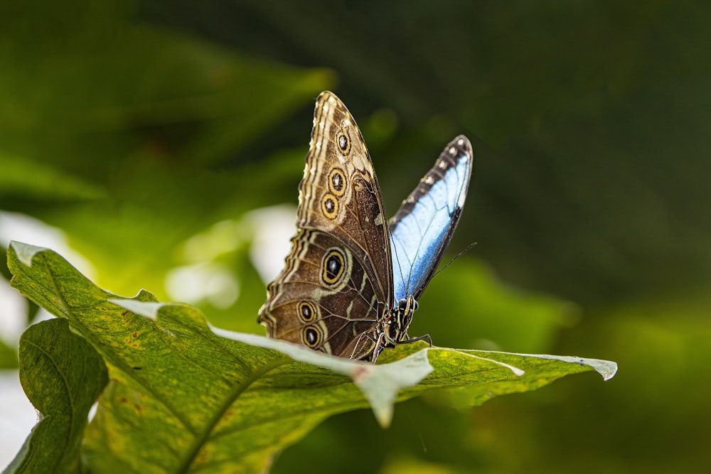 a close up of a butterfly on a leaf