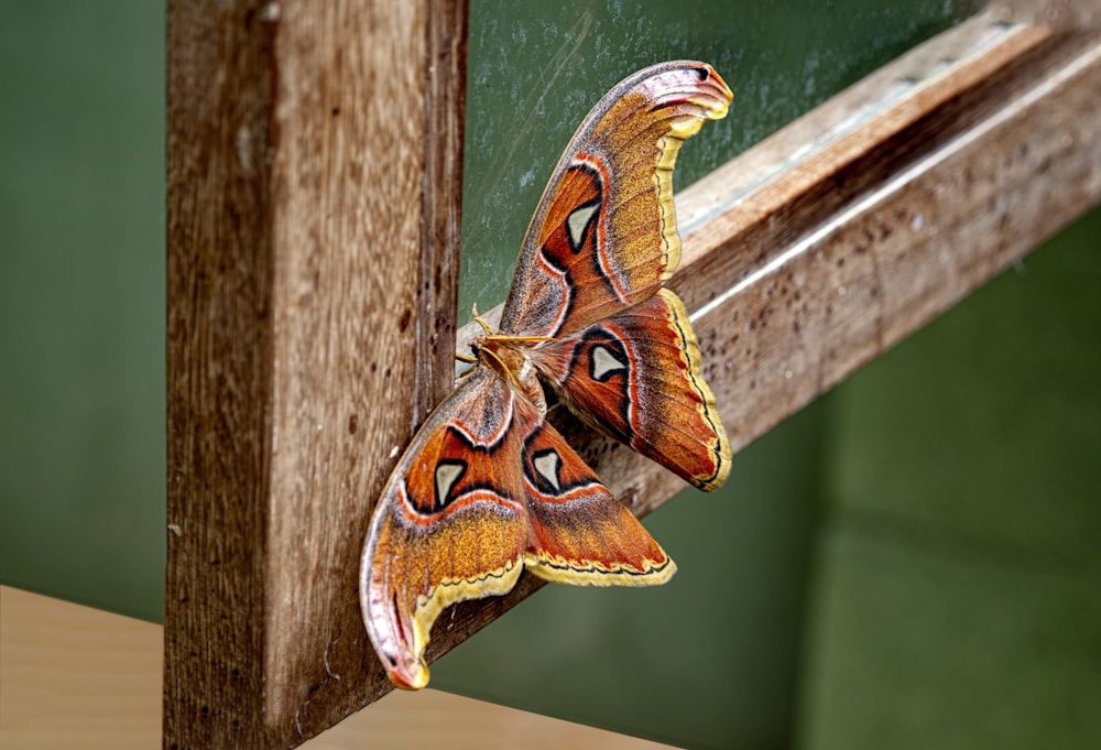 a moth sitting on a wooden rail in front of a green wall