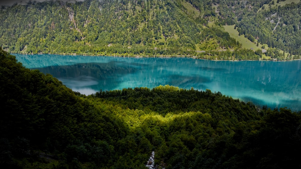 a large body of water surrounded by trees